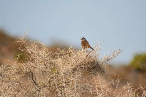 Little bird on bush Pahranagat NWR