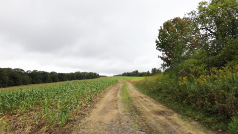 Landscape photo: A dirt road through a large cornfield stretches out to the horizon with a row of trees to one side and a forest at the edge of the field in the distance.