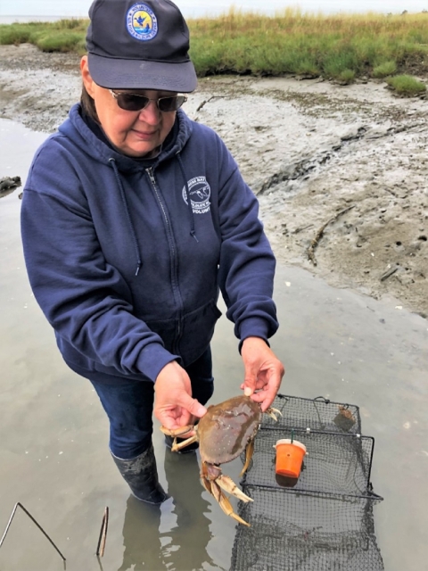 Refuge Volunteer Shows a Crab Retrieved from a Research Trap