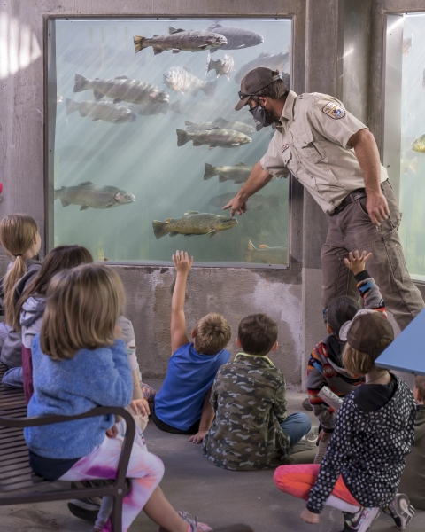 Huge trout swim by an underwater viewing window as sunlight filters through the water, highlighting the trout's colors. Standing in front of the glass is a USFWS employee, who is pointing at a large brown trout that is swimming by.  Sitting in front of the employee are a group of primary school students, tow of them have their hands raised to ask questions.