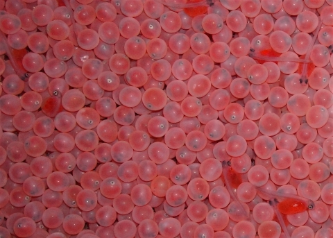 Bright orange salmon eggs to the development stage of being 'eye'd' up and hatching.