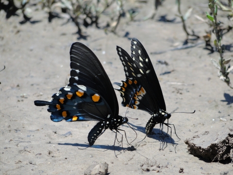 Two butterflies sitting on wet mud. 