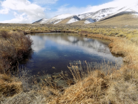 One of Ruby Lake's many Spring Ponds