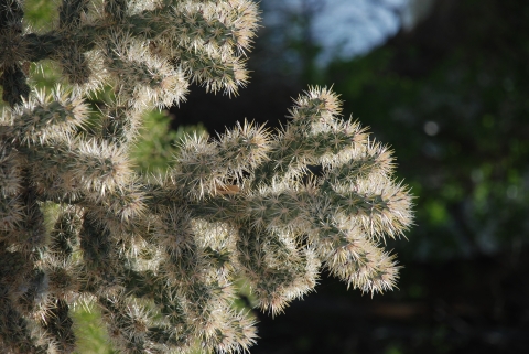 A branching with fuzzy spines