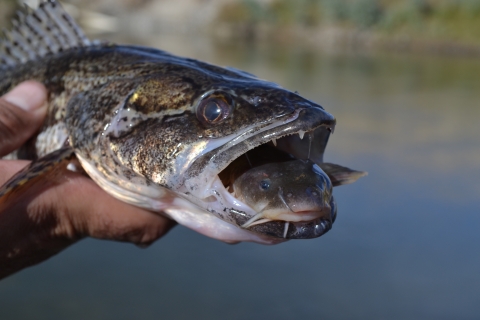 Sauger with a stonecat in its mouth