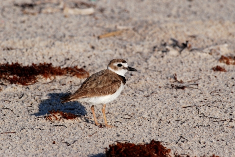 A Wilson's plover standing on sand beside seaweed.