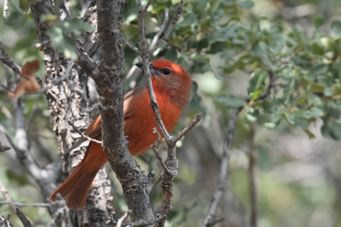 a hepatic tanager perched on a branch