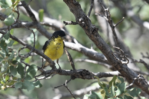 a lesser goldfinch perched on a tree branch