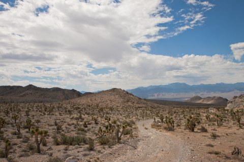 A dirt road winding through the desert