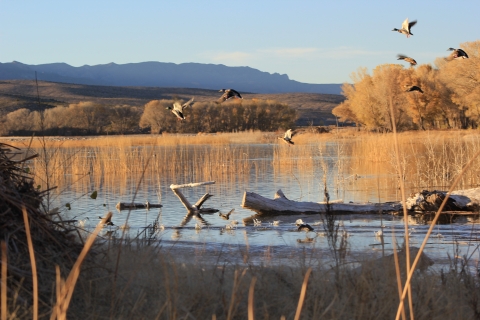 Ducks taking off over reeds at Pahranagat NWR