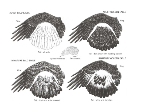 Diagram:  Feather distinction by age and species-Bald and Golden Eagles