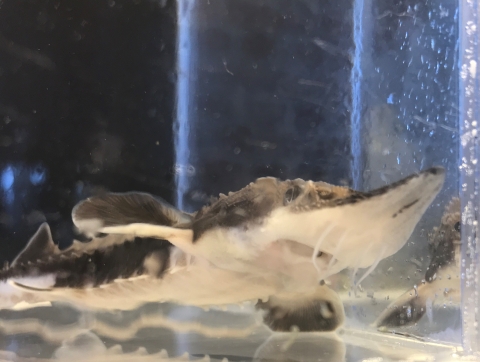 Underside of lake sturgeon, barbels and mouth visible.