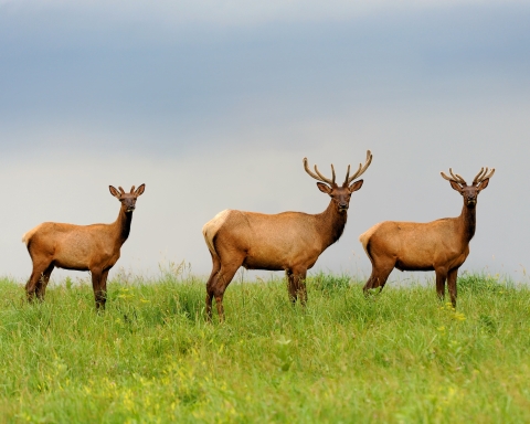 Three elk standing in spring prairie grass