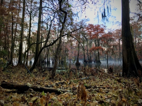 Black Bayou Lake National Wildlife Refuge in the Fall