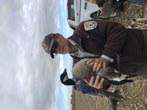 Man in US Fish & Wildlife Service uniform holding a banded goose.
