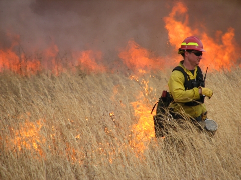 Firefighter walking along edge of prescribed burn