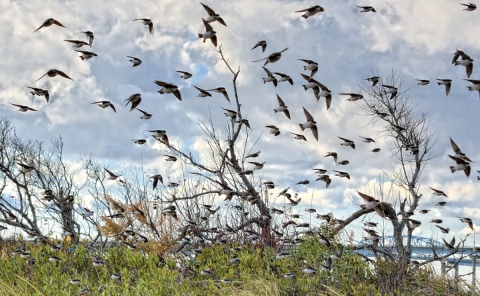 A flock of tree swallows soar over sparse winter shrubs