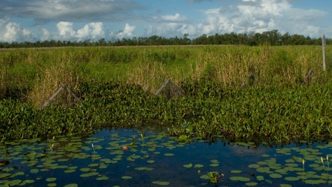 water lilies in open water edged with and marsh grass