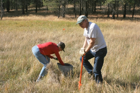 Two volunteers planting milkweed