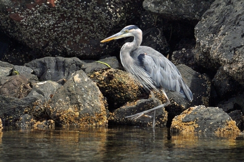 A Great Blue Heron Stalks a Rocky Shoreline in Search of a Meal