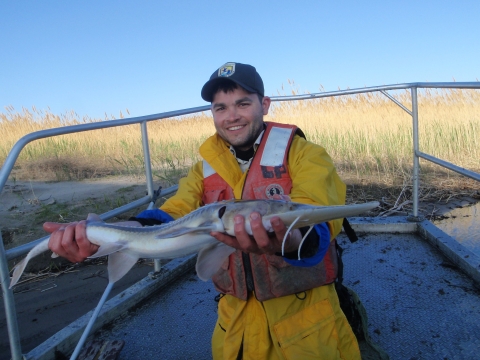 Pallid sturgeon Landon