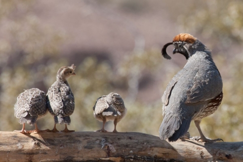 Gambel's Quail Covey Pahranagat NWR