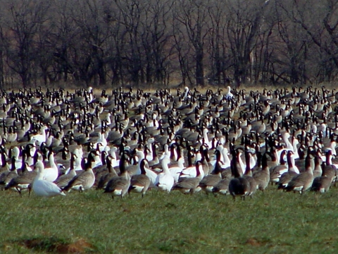 Snow geese and Canada geese graze on new wheat in field at Washita National Wildlife Refuge