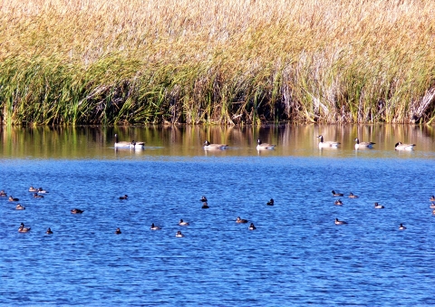 Canada Geese and Ring-necked Ducks in a Wetland