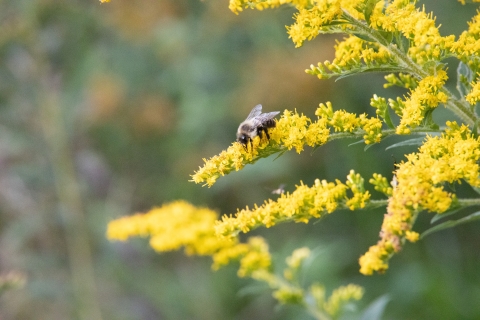 A bumble bee pollinates a golden rod flower. 