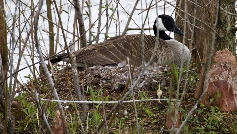 A goose sitting on a nest.