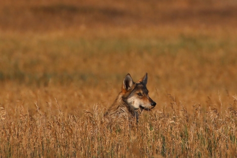 A gray wolf sitting in dried grass. Only the head and shoulders are visible.
