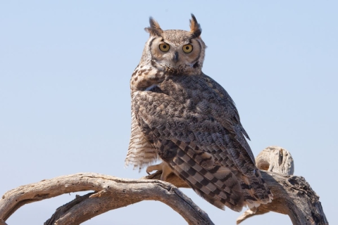 Great Horned Owl Pahranagat NWR