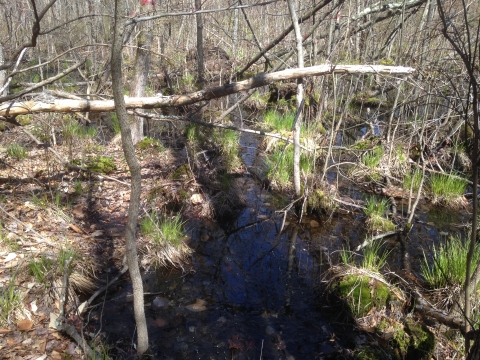 Wetland at the Great Swamp National Wildlife Refuge