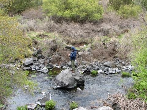 A man stands on a rock in a stream surrounded by green vegetation