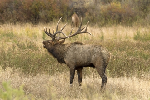 Bull elk in grass with mouth open bugling