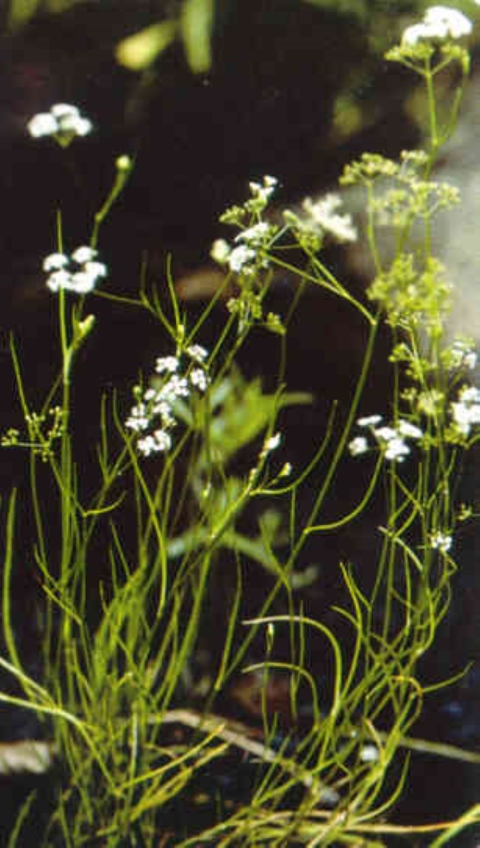 Plants with long, thin green stems and white flowers on the ends