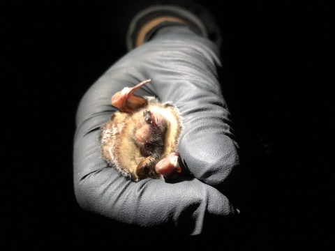 A black, gloved hand hold a small, furry, brown bat. The background is dark, indicating this photo was taken at night.