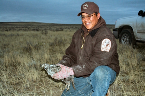 Tribal warden with collared sage grouse hen