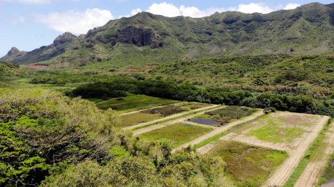 aerial photograph. Old square-shaped taro fields have been reverted back to wetlands. Dramatic mountains border the property. The landscape is lush, green, and wild. 