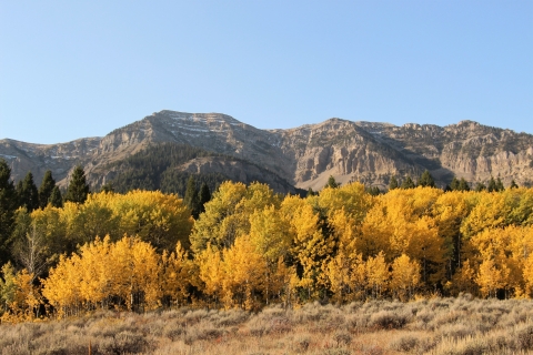 Yellow aspens at the base of mountains