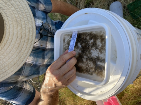 Biologist measuring insect in tray of water. 