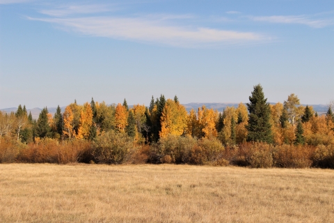 Golden aspens are mixed with green conifers in this photo