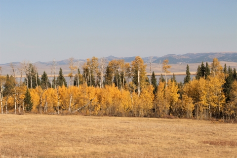 Yellow aspens on Upper Red Rock Lake's shore
