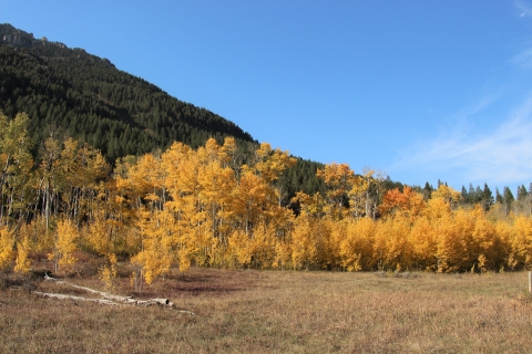 Golden aspen trees at the base of a mountain with blue skies are shown.