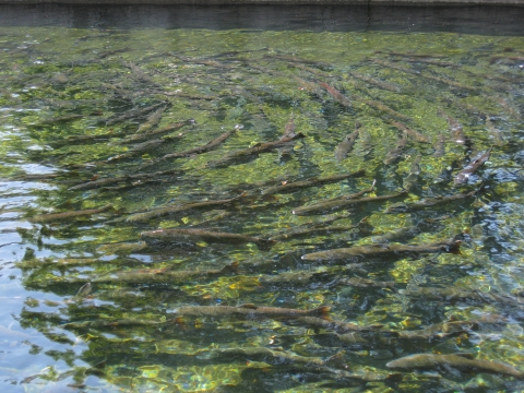 spring Chinook Salmon in ponds