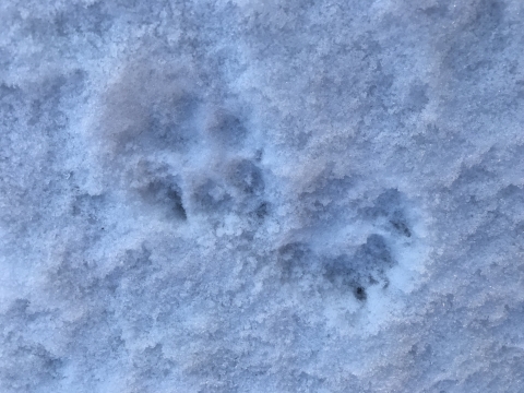Animal tracks in snow with 4 toes and claw marks