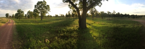 Sunlight on an oak savanna restoration area