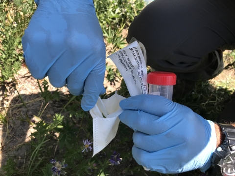 Two hands in lab gloves putting a flower into a test tube