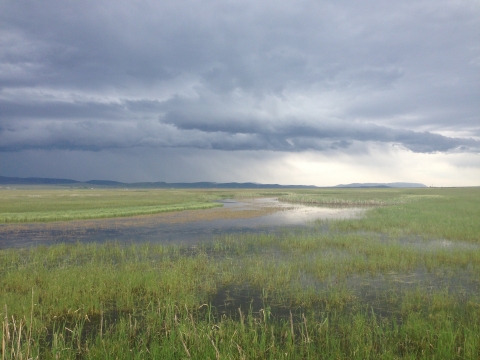 Cokeville Meadows National Wildlife Refuge wet meadow on a summers afternoon with a thunderstorm rolling in.