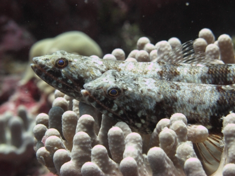 Two goby sit on white coral
